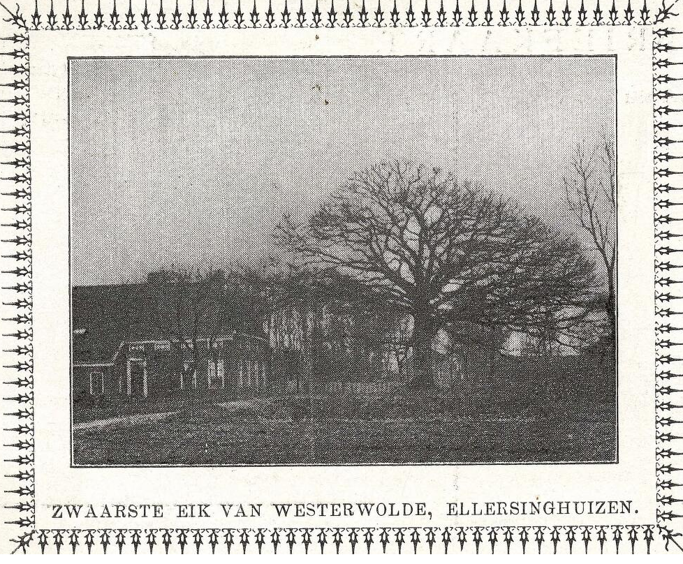 De boom stond voor de boerderij van de familie Hesse. Daarom werd de Dikke Eik ook wel de Hesse-eik genoemd. Dit is wederom een ansichtkaartje, nu uit 1935. Foto is in bezit van RHC Groninger Archieven, zie http://beeldbankgroningen.nl/beelden/detail/c4bf4ce9-03e0-810f-ed97-219fa1d78e3a/media/c415f7c4-4e55-9c1b-7fa0-6388d710e7ee?mode=detail&view=horizontal&q=ellersinghuizen&rows=1&page=12